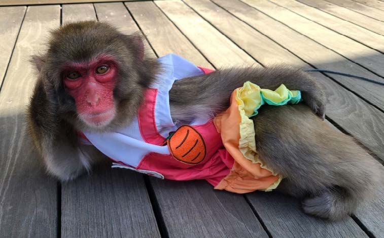 ヴィンテージ　ベルグ　かわいいお猿さん 高尾山さる園ブログ | かわいいサル達の日常をお届けします。 - Part 39